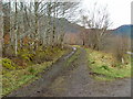 Woodland track at Kintail in IV40 8HN