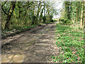 Track through woodland north of Manor Farm, Hanworth in NR11 7AE