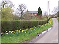 Roadside daffodils in Black Lane, Lover in SP5 2PE