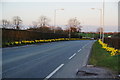 Daffodils by Bury and Bolton Road in M26 4FP