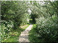 Path to the lake in South Norwood Country Park in BR3 4RQ
