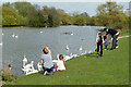 Feeding the swans, Harrow Lodge Park in RM12 4QZ