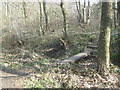 Footbridge over gully in woodland north of Spennymoor in DL16 6YW
