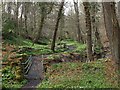 Footbridge and path, Walbottle Dene in NE15 9BD