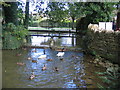 River Windrush at Birdland, Bourton-on-the-Water in GL54 2EA