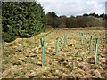 New Trees, Forest Wood in Cumbernauld East Ward