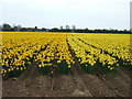 Golden and yellow daffodils near Snowdrop Farm in PE12 8SD