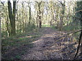 Urpeth Wood in DH2 1RX