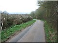 Hedge by the road to Coombe Park in EX5 1JJ