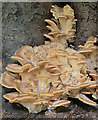 Meripilus giganteus fungi on dead beech tree, West Walk, Forest of Bere, nr Wickham in PO17 6JR