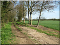 Farm track through Dumpling Green, East Dereham in NR20 3BX