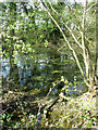 Pond in thicket beside farm track east of Dumpling Green in NR20 3BX