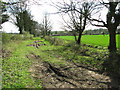 Track to Badley Moor, Yaxham in NR20 3BX