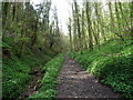 The Wye Valley Walk climbs through Limekiln Wood in NP16 6SF