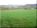 On the Wye Valley Walk in April in NP16 6SF