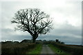Tree along Linn Road, Stanley in PH1 4QX