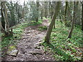 The Wye Valley Walk in Black Cliff Wood in April in NP16 6HG