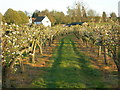 Blossoming Orchard, Loose in ME15 0DR