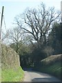 Road from Stoke St Mary to Thurlbear in TA3 5BX