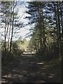 Avon Heath, bridleway in BH24 2FX