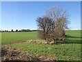 Truncated field boundary, Henley Road in RG4 5LT