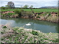 Courting swans on the River Lugg at Marden in HR1 3FD