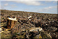 Forestry clear fell on Bruntshiel Hill in DG14 0RY
