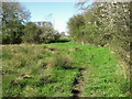 Flowering shrubs beside the Tas Valley Way, Tharston in NR15 2YW