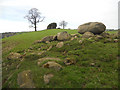 Rocks beside the Glyndwr Way in SY22 6HX