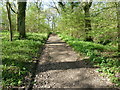 Footpath by Rosier Wood in RH14 9TB