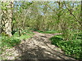 Pathways in Great Lordings Wood in RH14 9JT