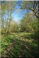 Footpath Through Little Bendysh Wood in CB10 2UD