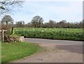 Drive meeting lane near Cadhay House in EX11 1NA