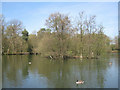 Nesting island - Longmoor Lake in RG40 4XB