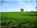 Farmland north of California Country Park in RG40 4XB