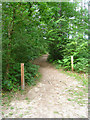 Marked trail - Alice Holt Forest in GU10 4EP
