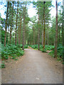 Path in Alice Holt Forest in GU10 4EU