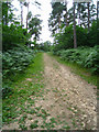 Trail through Glenbervie Inclosure in GU10 4EP