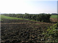 Path and Hedgerow in Ashby with Scremby