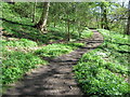 Footpath in Great High Wood Durham City in DH1 3SF