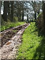 Green Lane near Higher Tale in EX5 2RP