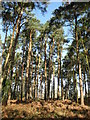 Pine copse in RG40 4LB