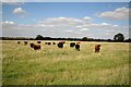Cattle near Scotton in Scotton