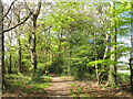 Beech woods with spring leaves in RG9 6ND