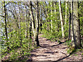 Wooded Path, Sale Water Park in M33 2NL