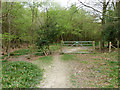 Footpath through Limekiln Wood in TN6 2GX