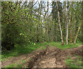 2011 : Track through Asham Wood in BA4 4LG