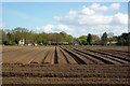 Ploughed field, Goostrey in CW4 8NP