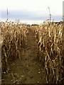 Maize near Hunston in Hunston