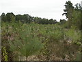 Hurn Forest, young plantation in BH24 2SL